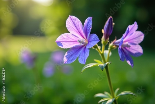 Bellflower Campanula Rapunculoides solitary flower, Campanula, perennial photo