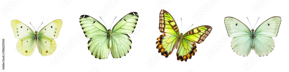 Obraz premium Vibrant Butterfly Collection A Captivating Assortment of Delicate Winged Creatures Showcasing the Breathtaking Beauty and Diversity of Nature