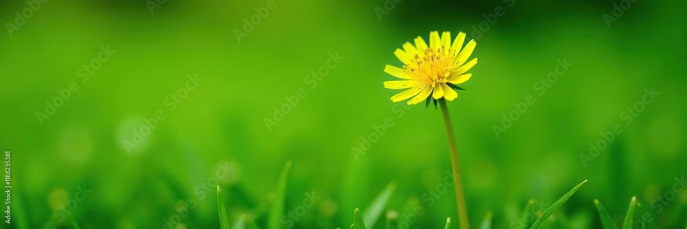 Small yellow dandelion sprouting in a lush lawn, nature, isolated flower Small yellow dandelion sprouting in a lush lawn, nature, isolated flower