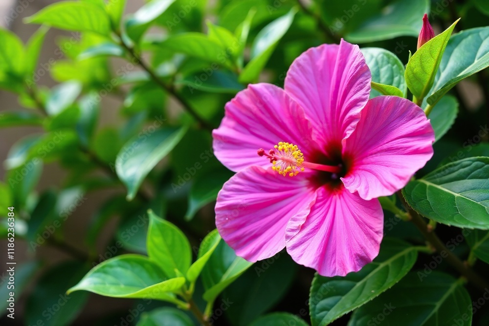 Exotic purple hibiscus flower in a dense foliage of green leaves and stems isolated on white background, isolation, purple flowers, hibiscus Exotic purple hibiscus flower in a dense foliage of green leaves and stems isolated on white background, isolation, purple flowers, hibiscus