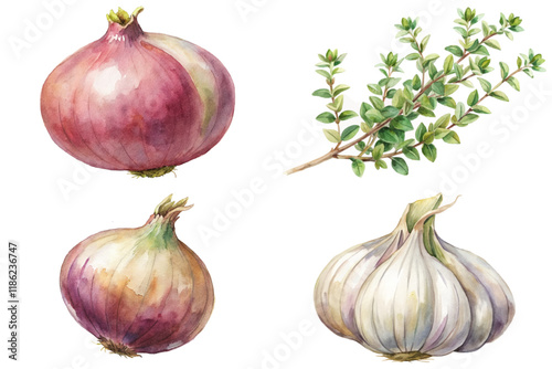 Watercolor vegetables, fresh onions, garlic bulbs, aromatic thyme, botanical illustration, culinary art, natural colors.