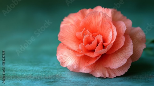 Soft pink carnation with gentle sunlight creating shadows on a smooth surface