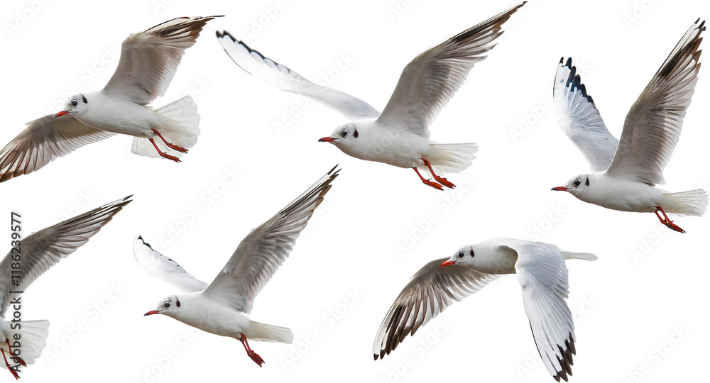 Obraz premium Six Black headed Gulls in Flight Dynamic Avian Wildlife Photography