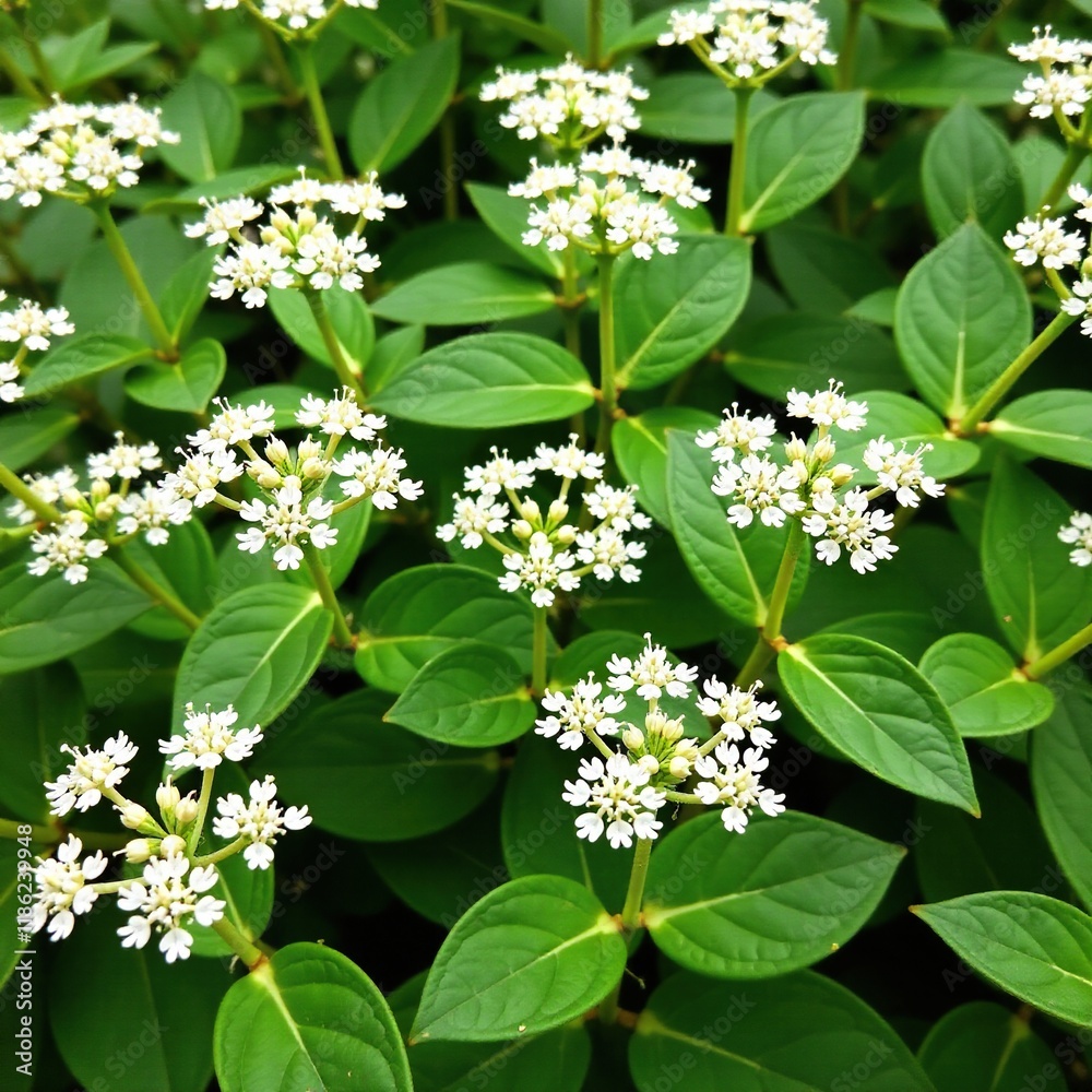 Clusters of small white flowers on low-growing woody stems, white blossoms, garden flowers, wildflowers Clusters of small white flowers on low-growing woody stems, white blossoms, garden flowers, wildflowers