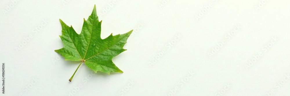 A solitary green maple leaf against a crisp white background, water droplets, leaf A solitary green maple leaf against a crisp white background, water droplets, leaf