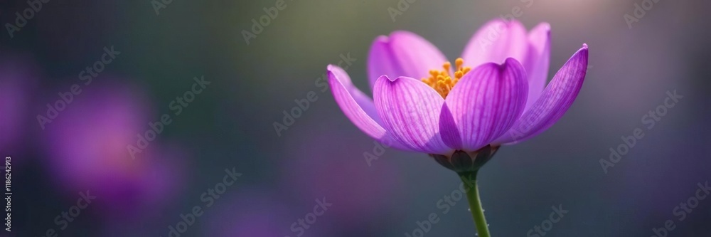 Delicate purple petals unfolding on a slender stem, blooming, plant, colors Delicate purple petals unfolding on a slender stem, blooming, plant, colors
