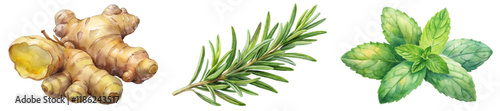 Fresh ginger root, aromatic rosemary sprig, vibrant mint leaves, natural herbs, culinary ingredients, organic flavors.