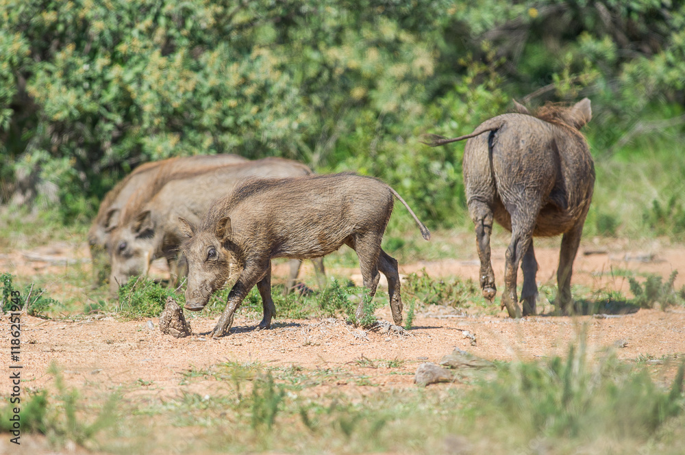 Family of warthog foraging for food Family of warthog foraging for food