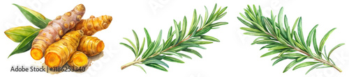 Fresh turmeric roots, vibrant green rosemary sprigs, botanical illustration, culinary herbs, natural ingredients, healthy cooking.