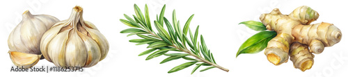 Fresh garlic bulbs, vibrant rosemary sprigs, organic ginger roots, natural herbs, culinary ingredients, healthy cooking.