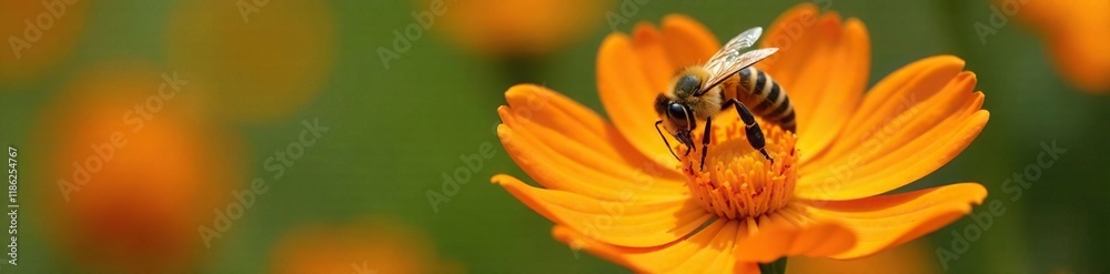 A honeybee collecting nectar from a bright orange flower, petals, flowers A honeybee collecting nectar from a bright orange flower, petals, flowers