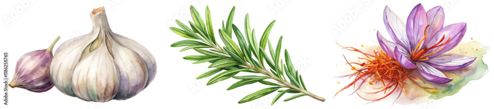 Fresh garlic cloves, aromatic rosemary sprigs, vibrant saffron flowers, botanical illustration, culinary herbs, natural ingredients. Fresh garlic cloves, aromatic rosemary sprigs, vibrant saffron flowers, botanical illustration, culinary herbs, natural ingredients.