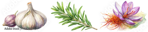 Fresh garlic cloves, aromatic rosemary sprigs, vibrant saffron flowers, botanical illustration, culinary herbs, natural ingredients.
