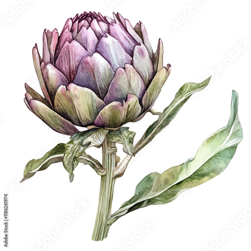 A watercolor painting of an Artichoke flower, isolated on a white background. Artichoke flower vector.
