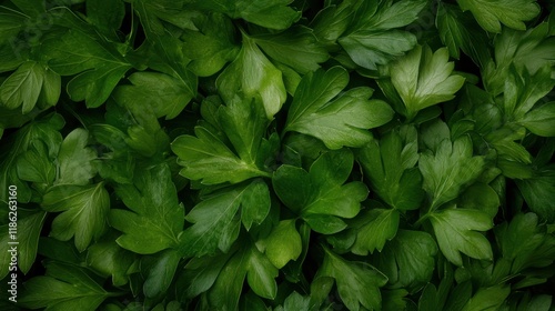 Fresh green parsley leaves dense overlay in natural light I Hate Coriander Day