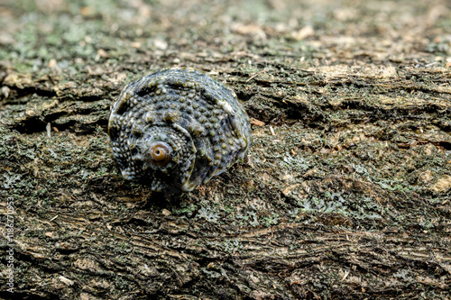 Angaria delphinus shell on driftwood photo