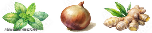 Fresh herbs illustration, vibrant mint leaves, realistic onion, detailed ginger root, culinary ingredients, natural colors.