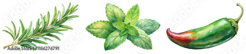 Fresh herbs illustration, watercolor style, rosemary sprig, mint leaves, jalapeno pepper, culinary use, vibrant colors.