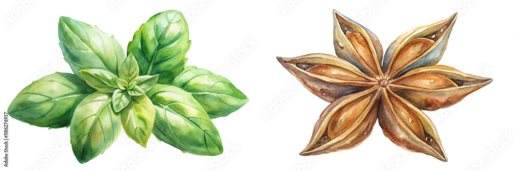 Fototapeta premium Fresh basil leaves, star anise spice, botanical illustration, vibrant colors, culinary herbs, natural elements.