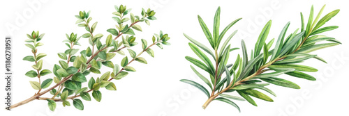 Fresh herbs illustration, watercolor style, thyme and rosemary, botanical art, culinary use, natural elements.