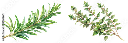 Fresh herb illustration, rosemary and thyme, botanical art, watercolor style, culinary use, natural elements.