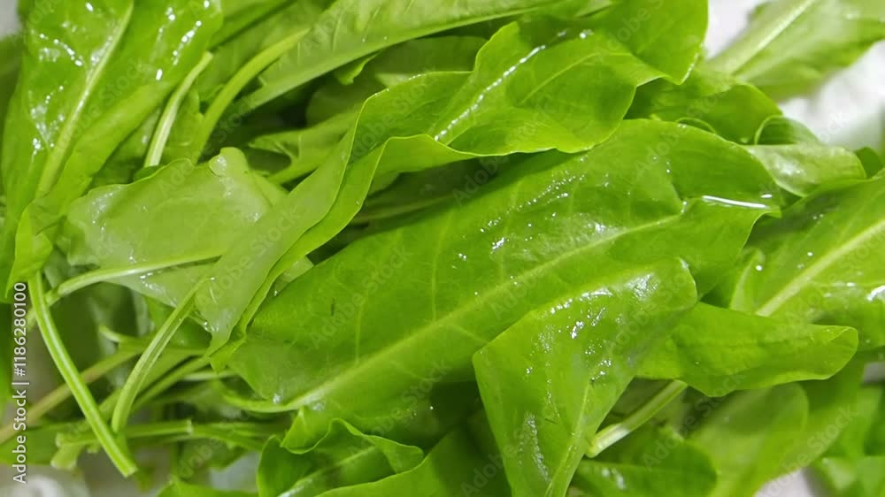 Wet cut sorrel. The concept of fresh greens, salad and proper dietary nutrition with organic product from the Bio farm garden. Ready for cook. Wet cut sorrel. The concept of fresh greens, salad and proper dietary nutrition with organic product from the Bio farm garden. Ready for cook.