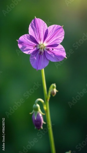 Bellflower Campanula Rapunculoides solitary flower, perennial, flowering plants, Campanula rapunculoides photo