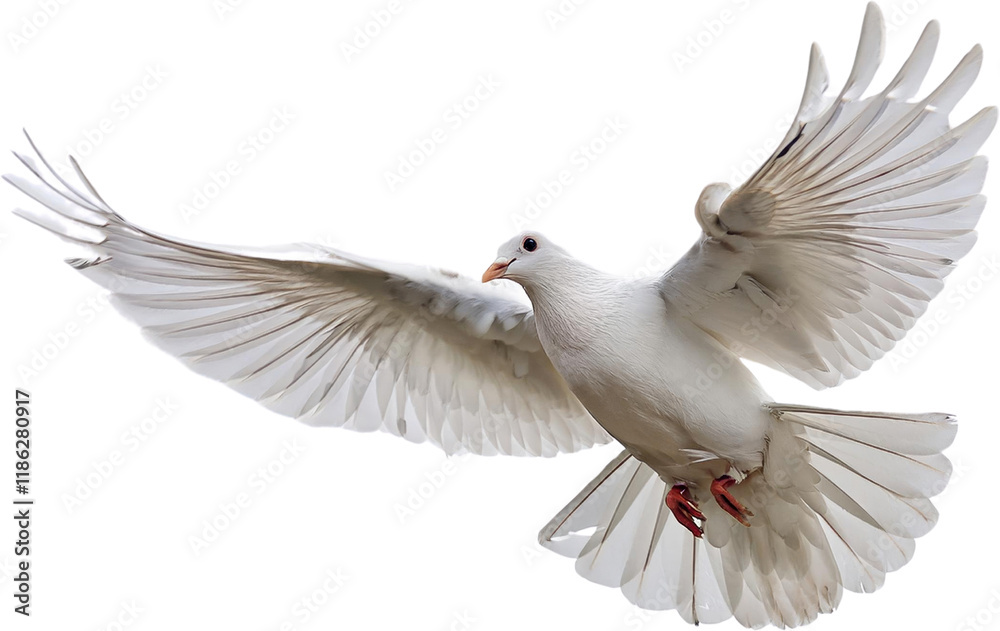 Majestic White Dove in Flight Wings Spread Wide Peaceful Bird Majestic White Dove in Flight Wings Spread Wide Peaceful Bird
