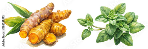 Fresh turmeric roots, vibrant green oregano leaves, botanical illustration, natural ingredients, culinary herbs, healthy lifestyle.