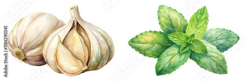 Fresh garlic bulbs, vibrant green mint leaves, watercolor illustration, culinary herbs, natural ingredients, organic food art.