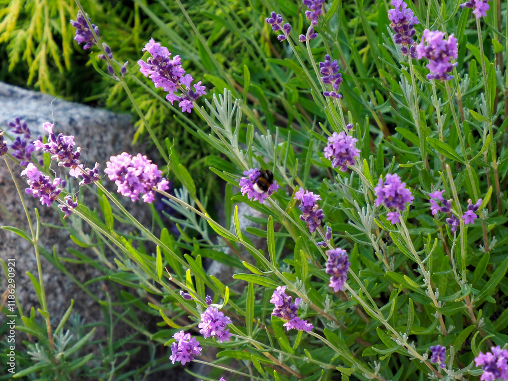 Bumblebee Pollinating Lavender Flowers in a Lush Green Garden on a Sunny Day Bumblebee Pollinating Lavender Flowers in a Lush Green Garden on a Sunny Day