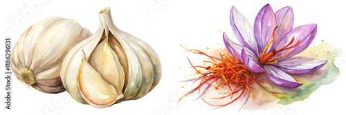 Garlic bulbs, saffron flower, watercolor illustration, organic produce, culinary herbs, vibrant colors, natural beauty.