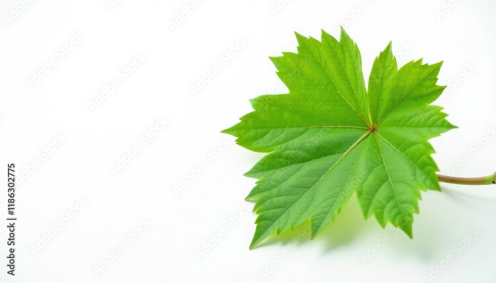 Single grape leaf on white background with visible stem and veins in focus, green, focus, nature Single grape leaf on white background with visible stem and veins in focus, green, focus, nature