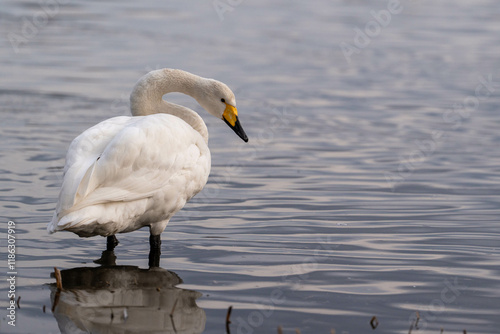 Fototapeta Naklejka Na Ścianę i Meble -  Elegant Winter Scenery in Japan,Elegant Swan by the Lake,Stunning Japanese Winter Wildlife,優雅な白鳥の姿,湖畔の白鳥