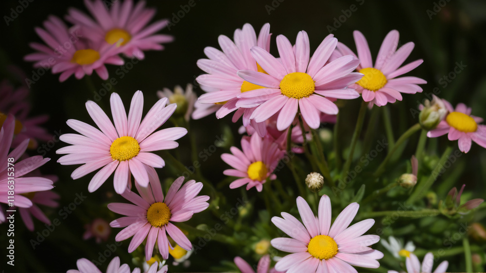 Fototapeta premium pink flowers