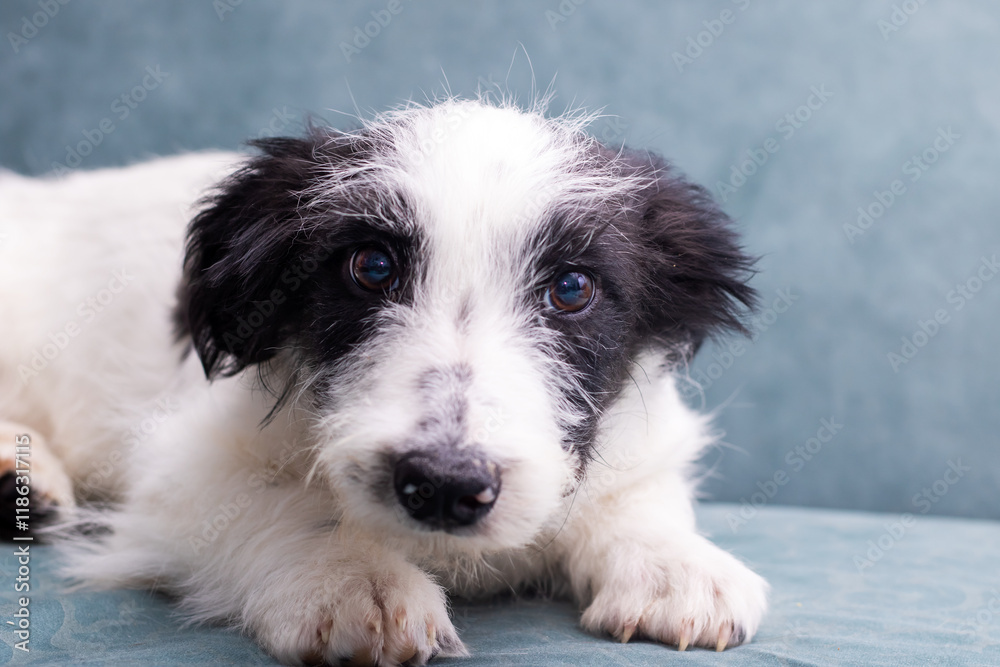 A small black and white puppy is comfortably laying on a blue couch A small black and white puppy is comfortably laying on a blue couch