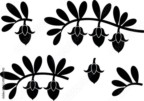 Jojoba plant. Isolated  jojoba on white background