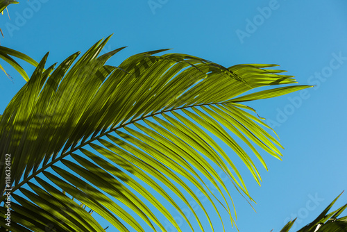 Folhas verdes de coqueiro e céu azul photo