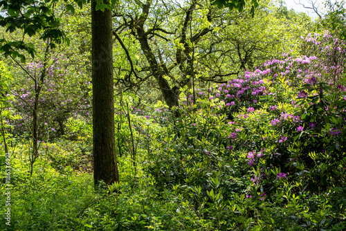 A rhododendron bush in flower in native woodland at  Blacka Moor Nature Reserve, Peak District, UK photo