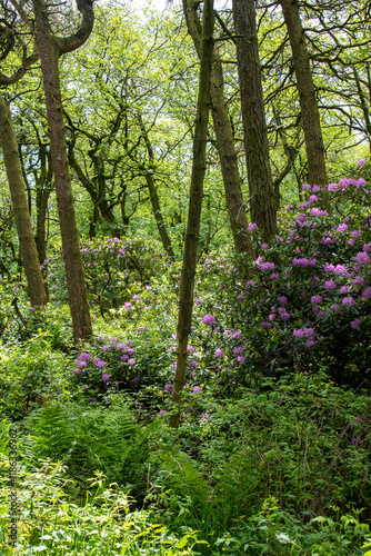 A rhododendron bush in flower in native woodland at  Blacka Moor Nature Reserve, Peak District, UK