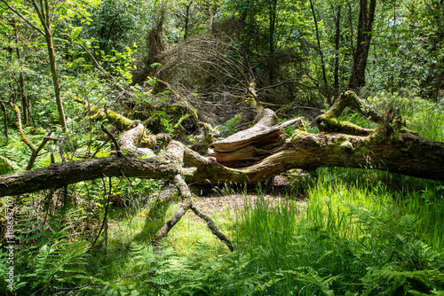 A fallen tree left to decay in native woodland at  Blacka Moor Nature Reserve, Peak District, UK photo