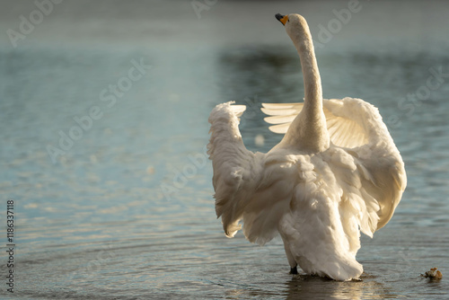 Fototapeta Naklejka Na Ścianę i Meble -  Elegant Swan Spreading Its Wings,白鳥の優雅な羽ばたき,Swan Gracefully Spreading Wings,Stunning Wildlife by the Lake