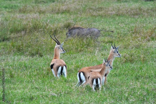 A herd of Thomson’s gazelles grazes and wanders across the savanna of Maasai Mara, Kenya, accompanied by a lone warthog, reminiscent of a real-life Pumbaa. photo