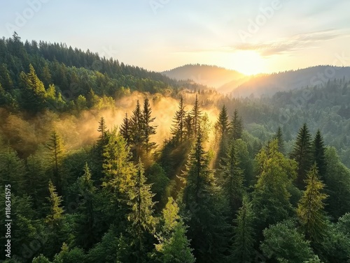 Sun Rising Above Misty Forest, Casting Beams Through Trees in Majestic Landscape at Dawn