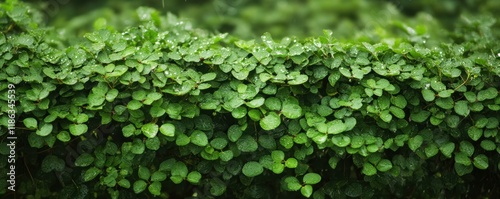 fresh green bush with rain droplets on leaves under a gentle rain shower