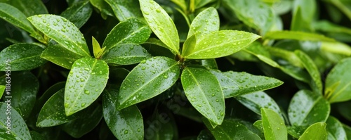 fresh green bush with rain droplets on leaves under a gentle rain shower