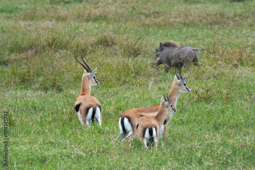 A herd of Thomson’s gazelles grazes and wanders across the savanna of Maasai Mara, Kenya, accompanied by a lone warthog, reminiscent of a real-life Pumbaa.