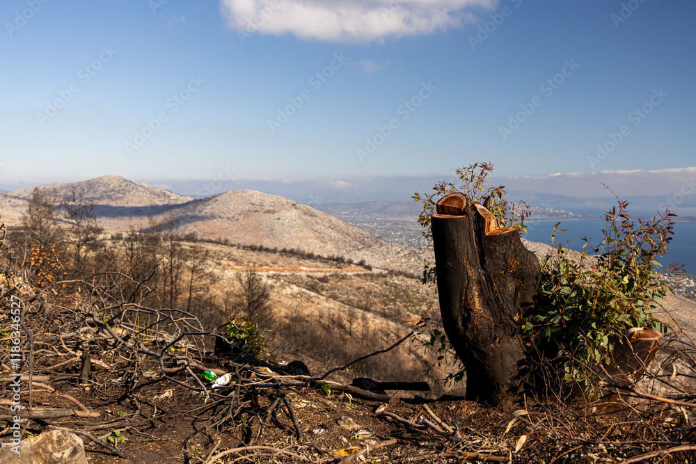 After fire landscape in Greece. Burned forests trees on the hills next to Athens. Photo of the dramatic fires effects in Greece. Global warming.