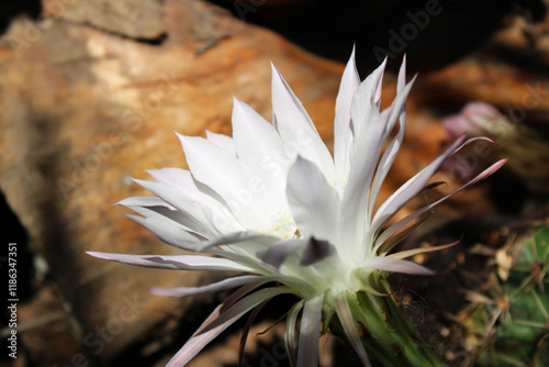 Easter Lily Cactus - Echinopsis subdenudata photo