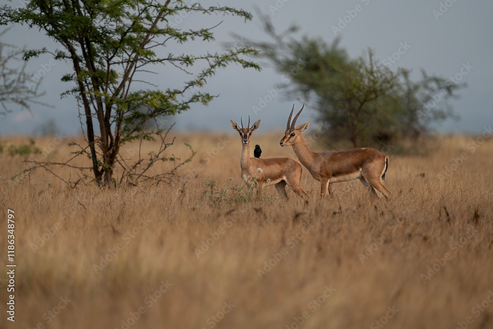 Obraz premium Indian Gazelle or Chinkara pair at the grasslands of Bhigwan with their drongo friend